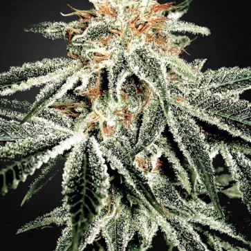 Семена конопли White Widow Silver